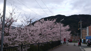 馬堀駅の桜並木